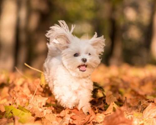 dog running in autumn leaves