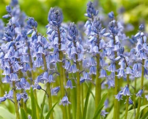bluebells