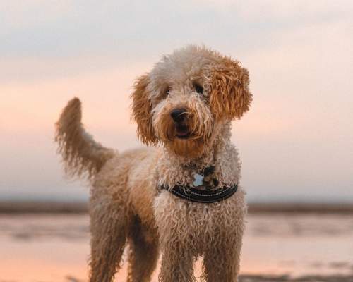 dog on a beach at sunset