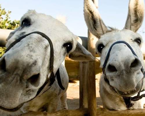 donkeys