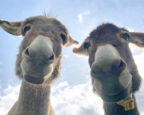 donkeys