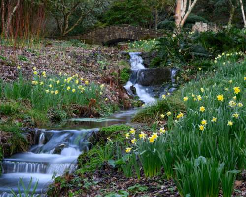 Horticultural highlights at RHS Garden Rosemoor in 2026