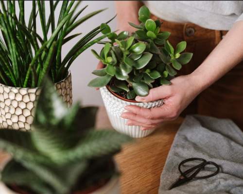 Discover the World of Houseplants at RHS Garden Rosemoor 24-25 January