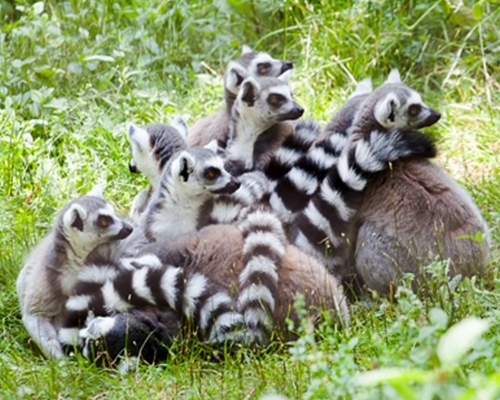a group of lemurs at paignton zoo