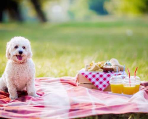 puppy sat on a picnic blanket