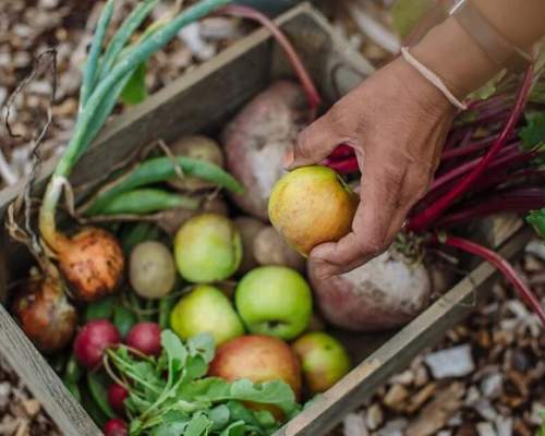 Plot to Plate at RHS Rosemoor