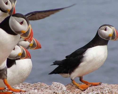 puffins