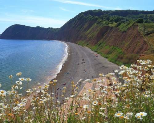Seaside view with daisies in the foreground, overlooking a curved pebble beach and cliffs under a clear blue sky. Relaxed, scenic coastal landscape.