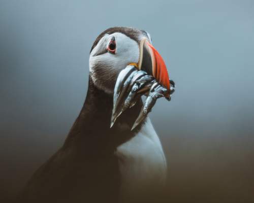 A puffin with a beak full of fish at Bempton Cliffs in East Yorkshire