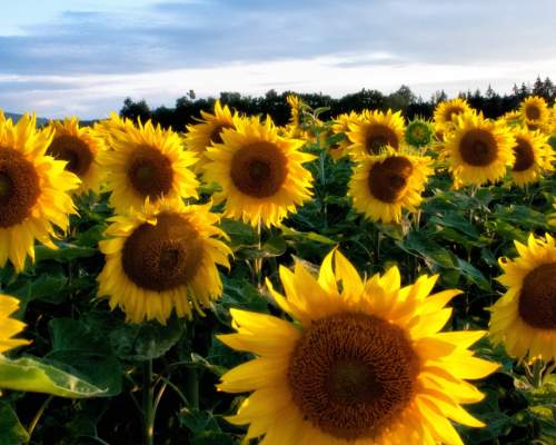 A sunflower field