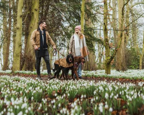 A couple walking their two dogs amongst the snowdrops at Burton Agnes Hall in East Yorkshire.