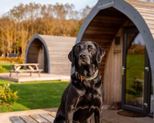 A black labrador sat outside the glamping pods at Flamborough Glamping and Vineyard in East Yorkshire