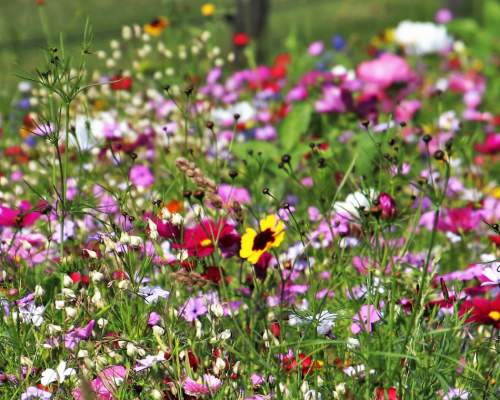 A field filled with wildflowers