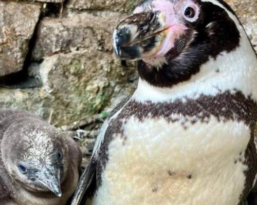 Penguin mum Twinnie with her chick at Sewerby Hall and Gardens in Bridlington, East Yorkshire