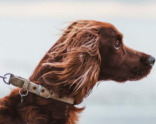 A large brown dog looks out across the East Yorkshire coast.