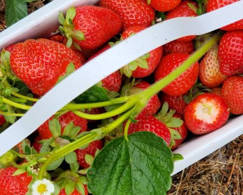 A punnet of freshly picked strawberries