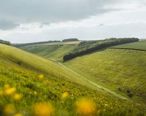 Yorkshire Wolds valley with yellow flowers in the foreground
