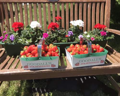 Goodalls Farm - Pick Your Own - Punnets on a bench