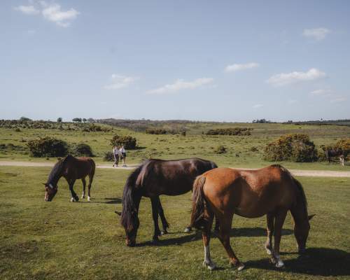 New Forest Free Roaming Ponies and two people walking in the background