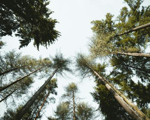 Looking up at trees