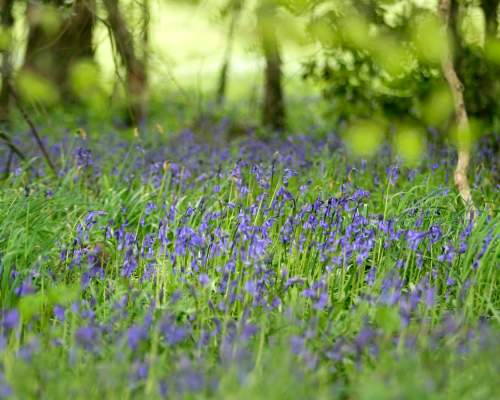 Bluebells in the woodland
