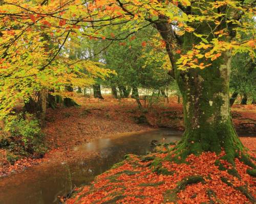 Autumn leaves on the trees in the New Forest