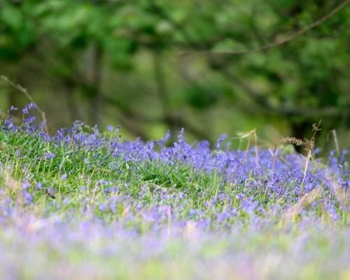 bluebells in the spring in the New Forest
