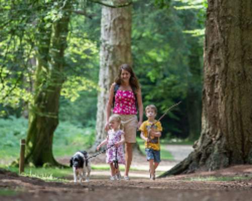 Dogs in the New Forest