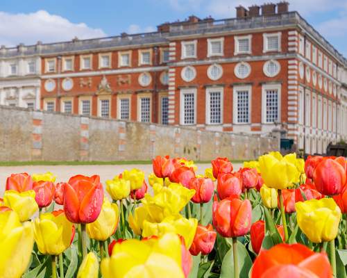 Hampton Court Palace Tulip Festival - Event