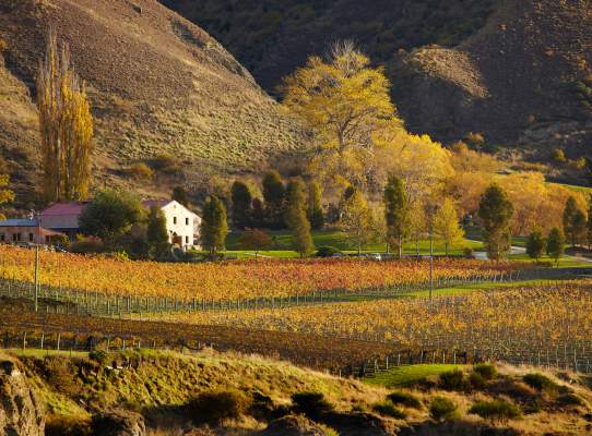 Wine in Gibbston, Queenstown