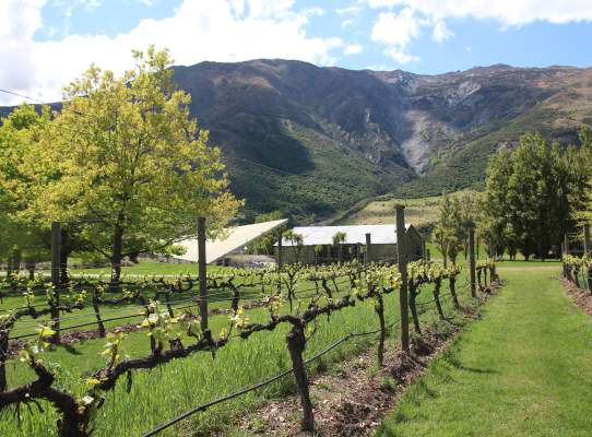 Peregrine Wines: Land, Birds and Pinot