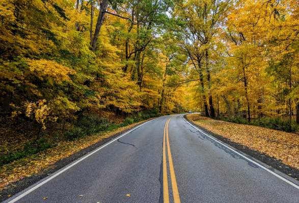 Immerse Yourself in Vibrant Fall Foliage
