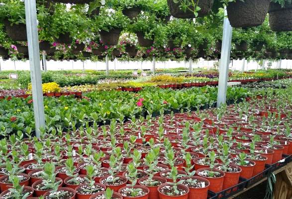 Explore Wayne County’s Eco-Friendly Greenhouses and Sustainable Gardening