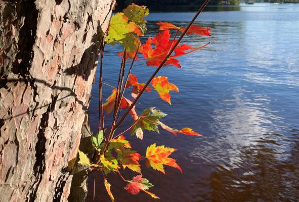 Autumn leaves by the water