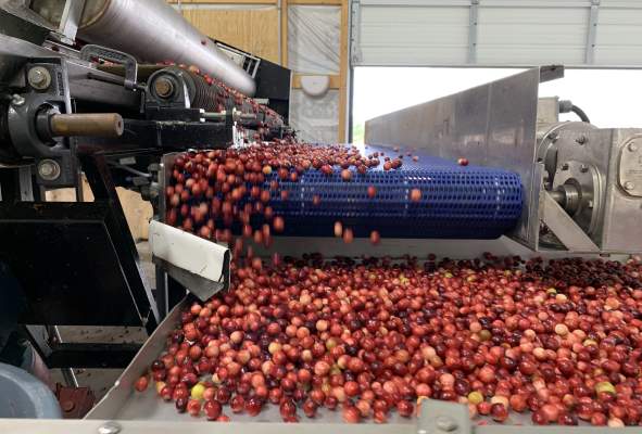 James Lake Farms Organic Cranberry Marsh Tours