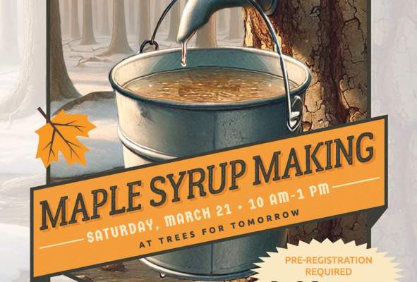 MAPLE SYRUP MAKING