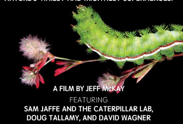 The Extraordinary Caterpillar Movie Screening