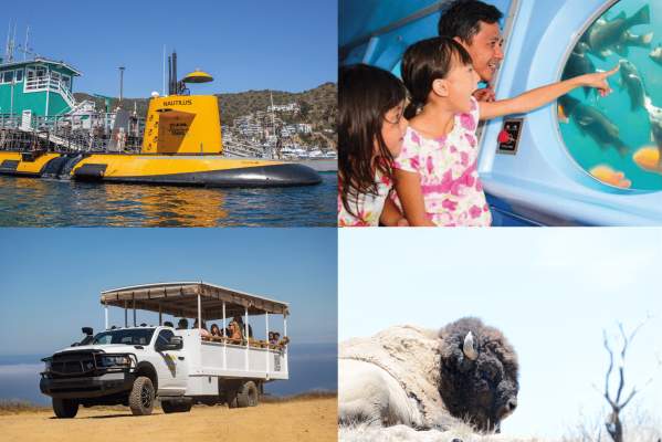 Catalina Adventure Tours