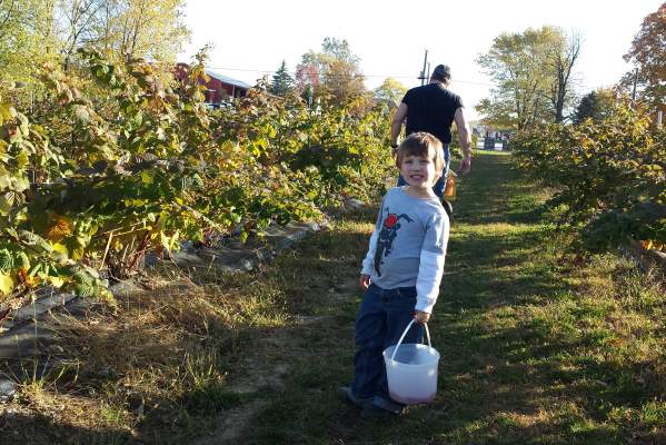 Picking berries at Anderson Orchard in Mooresville is fun for all ages.