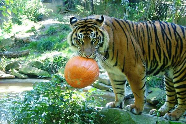 Spooky Season Guide to Summit County