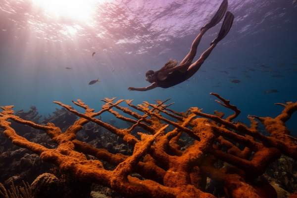 Save Marine Life when you Meet at Atlantis