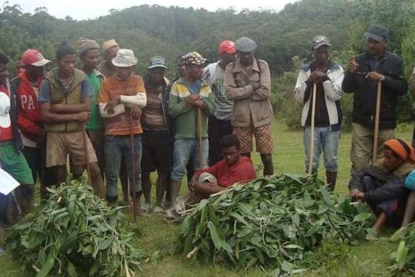 How ALHI’s Forest is Helping the Environment, Providing Livelihoods