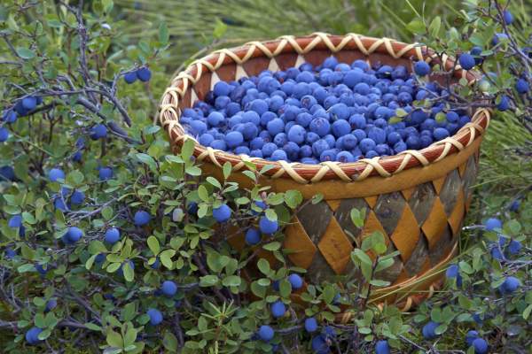 Blueberries Basket
