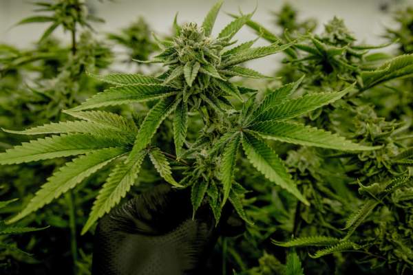 Marijuana 101: Cannabis in Ann Arbor