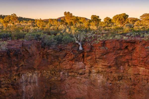 A ghost gum tree clinging to the side of a cliff in Karijini National Park