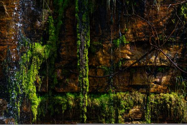 The image shows a cliff face, with water droplets flowing on the left side of the image and intensely coloured green plants contrasted against the brown rockface