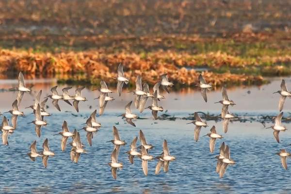 Cattail Marsh Birds