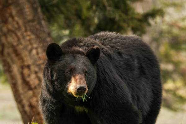 Black Bear eating grass
