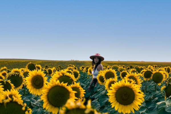 Wall-Sunflowers-Field