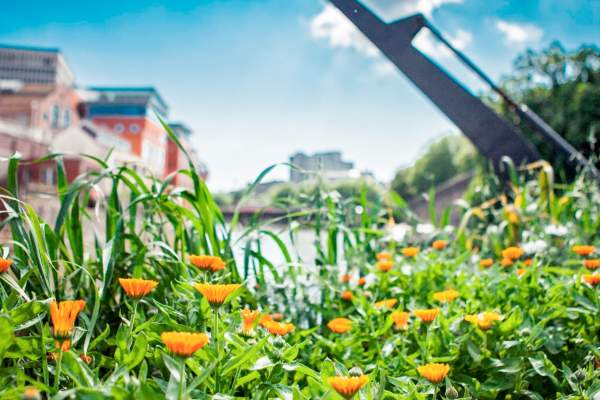 One of the floating seed gardens at Finzels Reach in central Bristol - credit Bristol City Council